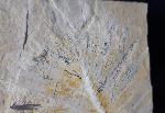 Zamites feneonis BRONGNIART - Bild &copy; FossNet FossilienStore